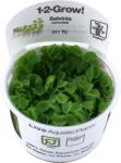 Tropica Salvinia auriculata CUP - 1 db