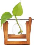 WINKEE Lilly Hydro váza - 1 db