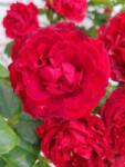 Pom Fruct Trandafir Black Forest Rose (pomisor), Ghiveci 4 L (TIK)