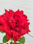 Pom Fruct Trandafir Ingrid Bergman(pomisor), ghiveci 4 L (TIK)