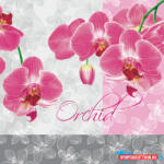Virág Orchidea Romantic szalvéta 20 db-os 33x33 cm (JAV_PKK001480)