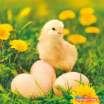 Húsvét Chicken with Eggs szalvéta 20 db-os 33x33 cm (JAV_PKK056404)