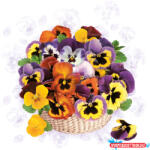 Virág Árvácska Colourful szalvéta 20 db-os 33x33 cm (JAV_PKK055346)