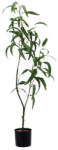 AdTrend Planta artificiala verde in ghiveci IIII 12, 5 x 110 cm (120568D)