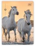 Interdruk Kockás füzet A5 Interdruk 16 lap Horses Lovak 1 db