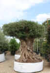  Olajfa Lechin- Olea Europaea