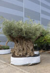  Olajfa Bonsai óriás őstörzs- Olea Europaea