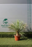 Plantstore Télálló Pálmaliliom C35- Yucca Rostrata