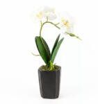  Művirág cserepes gumi orchidea - fehér