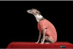 NR dogs Kutyaruha Lazac XS