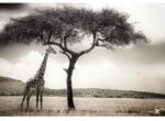Wizard+Genius Fototapet natura WG 5084-8 384x260 cm