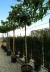 Plantstore Platánlevelű Eperfa Esernyőfa 220 Cm Magas C. 14/16- Morus Platanifolia (fruitless) Tabletop