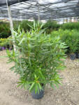 Plantstore Leander Cserje-nerium Oleander In Varieta’ Bush
