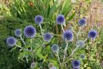  Echinops Kék - Szamárkenyér