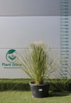 Plantstore üstökliliom- Dasylirion Serratifolium