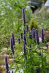  Agastache " Black Adder " - Izsopfű