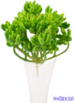  Varjúháj többágú 21 fejes gumis pozsgás 14 cm - Zöld