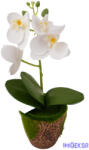  Mohás cserepes orchidea 28 cm - Fehér