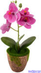  Mohás cserepes orchidea 28 cm - Sötét Rózsaszín