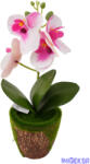  Mohás cserepes orchidea 28 cm - Fehér-Rózsaszín