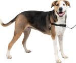 PetSafe Easy Walk húzásgátló kutyahám - L-es méret, piros
