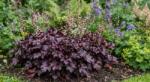  Heuchera micrantha "Palace Purple"- bíborlevelű tűzeső