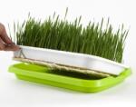  Csíráztató tálca és microgreens termesztéshez