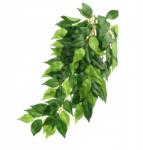 Exo-Terra Exo Terra Ficus Medium Terráriumi növény közepes EX-0407 (015561230407)