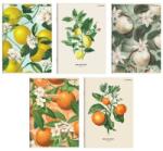 Herlitz Füzet A/5 vonalas HERLITZ 60lap Summer Harvest Club vegyes, minta nem választható