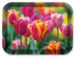 Ach Impex Melamin tálca tulipános 33 x 24.5 x1.8 cm (M40376)