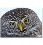 SteelPoster Fém poszter Big owl Tábla Tepsi 42 x 59, 4 cm +ajándék (plakat dekoracyjny, metalowa tablica, szyld)