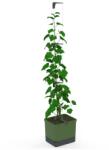 Gusta Garden Curt Cucumber önöntöző balkonláda, zöld (PGN-070)
