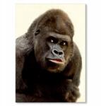 SteelPoster Fém poszter Gorilla Tábla 30 x 42 cm +ajándék (plakat dekoracyjny, metalowa tablica, szyld)