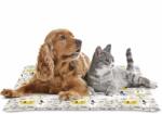 Nayeco Saltea refrigeranta pentru animale Summer Dog, 50x90cm