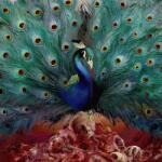 Opeth Sorceress (10th Anniversary Edition) - facethemusic - 19 990 Ft