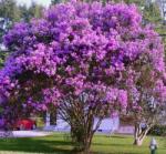 DobreNasiona. pl fagyálló indiai Lagerstremia (Lagerstroemia indica) vegyes színek (nasiona)