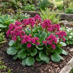 SkimiaPL Bergenia Szív alakú Lila Évelő Minden körülmények között Nagy Palánták P14 (SkimiaPL)