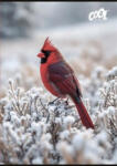 Victoria Állatos - Little Bird Snow kockás füzet (A4/87-32) (Cor_2026_ISVFC121)