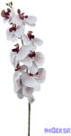  Phalenopsis ág K - Bordó közepű