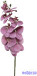  Phalenopsis ág K - Mályva