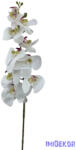  Phalenopsis ág K - Fehér zöld közepű