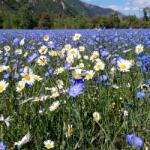  Semințe Perennial Landscape amestec de soiuri 4 kg (PF003)