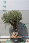  Olajfa Tortuga Ftor908- Olea Europaea