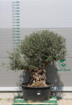  Olajfa Tortuga Galega Tor903- Olea Europaea