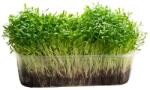 Hortus Semințe de coriandru pentru microgreens, 100 g