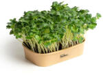 Microgreens Acasă Microgreens Kit de cultivare Ridiche Daikon
