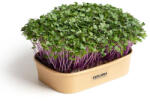 Microgreens Acasă microgreens kit de creștere kohlrabi violet