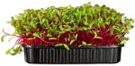 SEMO Sfeclă roșie Karkulka - semințe pentru microgreens, 100 g