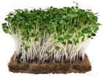 Hortus Pak Choi alb, semințe pentru cultivarea microgreens, 100 g