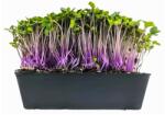 Hortus Semințe de gulie mov pentru microgreens, 100 g